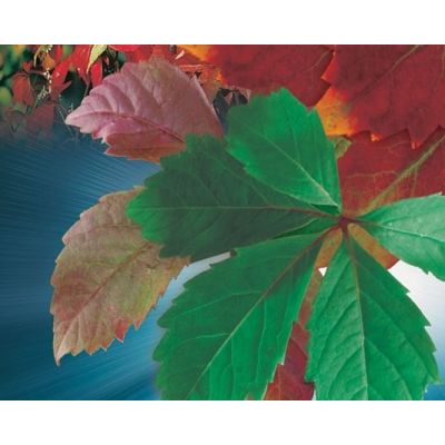 Parthenocissus 'Quinquefolia' - image 2