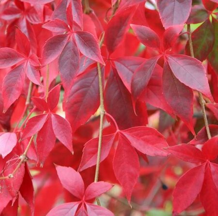 Parthenocissus Quinquefolia  - 3L - 1.8m