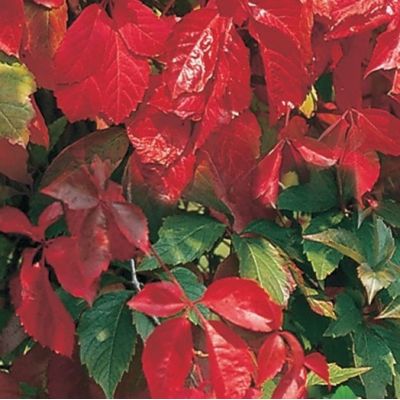 Parthenocissus Quinquefolia 'Engelmannii' - image 1