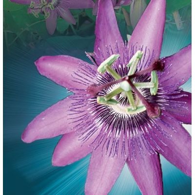 Passiflora Amethyst Lavender Lady - image 2