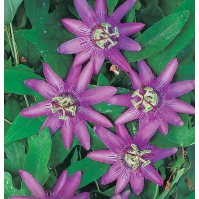 Passiflora Amethyst Lavender Lady - image 1