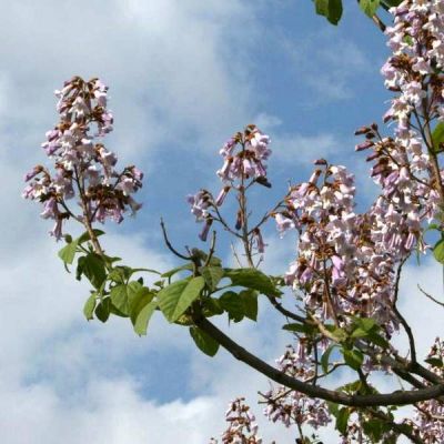 Paulownia Tomentosa Imperialis (Foxglove Tree)