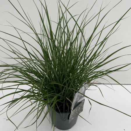 Pennisetum Alopecuroides Hameln 2L