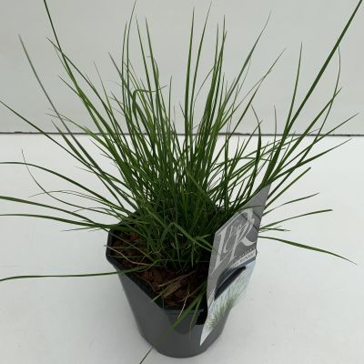 Pennisetum Alopecuroides Little Bunny 2L (Fountain Grass)