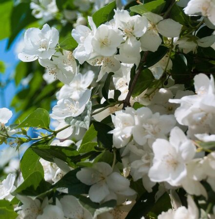 Philadelphus X Virginalis - 9L - 1m