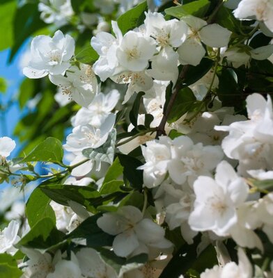 Philadelphus X Virginalis - 9L - 1m