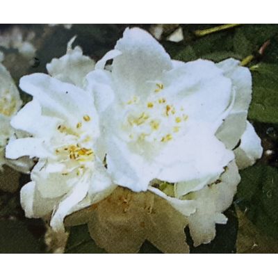 Philadelphus X Virginalis 9L (Mock Orange)