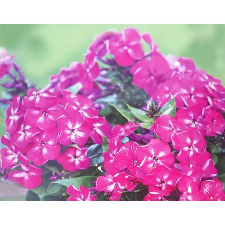 Phlox Paniculata Bambini Desire 1L