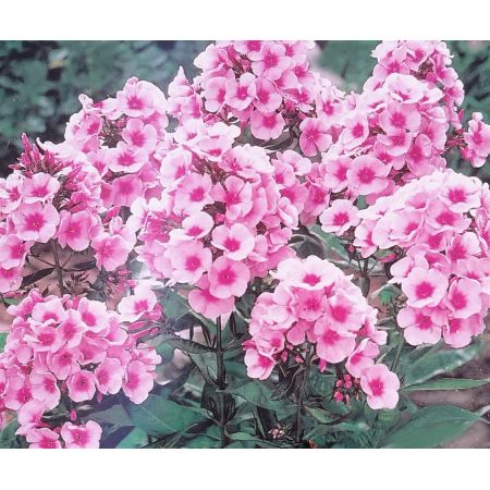 Phlox Paniculata Bright Eyes -2L