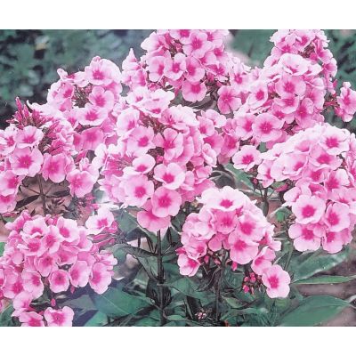 Phlox Paniculata Bright Eyes -2L