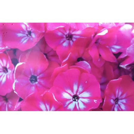 Phlox Paniculata Christelle 1L