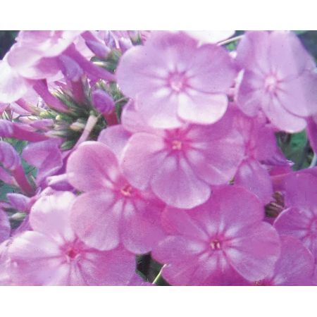 Phlox Paniculata David's Lavender 1L