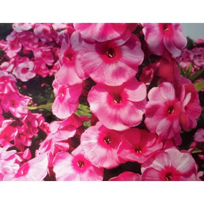 Phlox Paniculata Fondant Fancy 1L