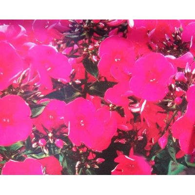 Phlox Paniculata Grenadine Dream 1L