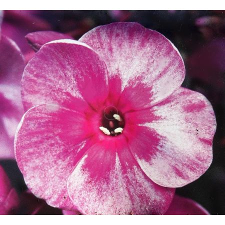 Phlox Paniculata Smokey 1L