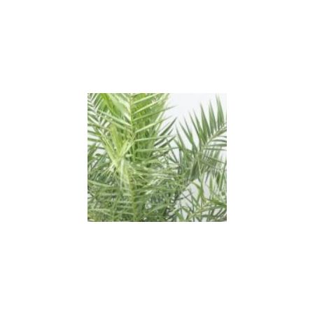 Phoenix Canariensis 2L (Canary Date Palm)