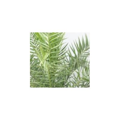 Phoenix Canariensis 2L (Canary Date Palm)