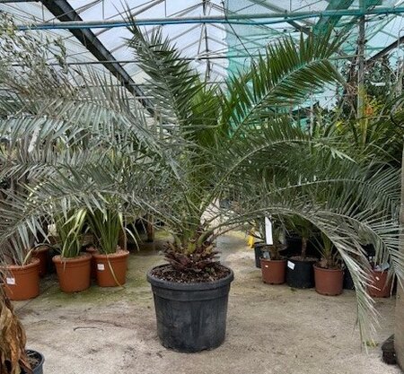 Phoenix Canariensis  - 70L