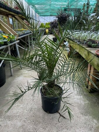 Phoenix Canariensis 9L