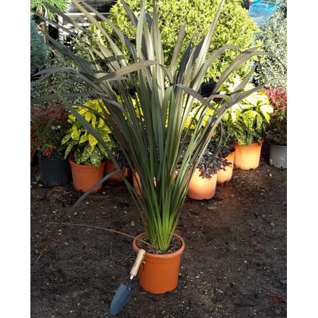 Phormium Dark Delight 9L (New Zealand Flax) - image 1