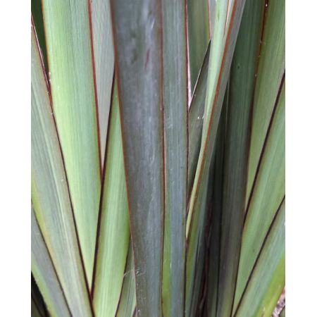 Phormium Dark Delight 9L (New Zealand Flax) - image 2