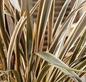 Phormium hybrid Brown Sugar  - 9L