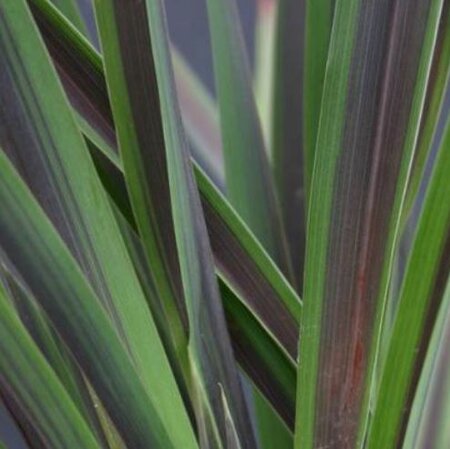 Phormium hybrid Chocomint®   - 9L - 0.7m