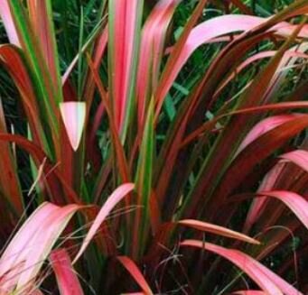 Phormium hybrid Jester - 9L