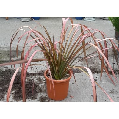 Phormium hybrid Margaret Jones®  - 0.5m