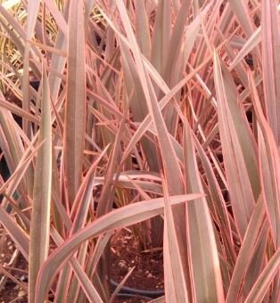 Phormium hybrid Rainbow Queen - 9L