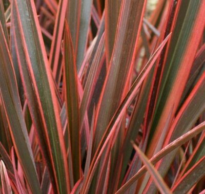 Phormium hybrid Sundowner   - 9L - 1.3m