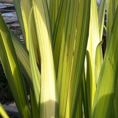 Phormium hybrid Yellow Wave - 9L