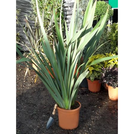 Phormium Tenax - 15L (New Zealand Flax) - image 1