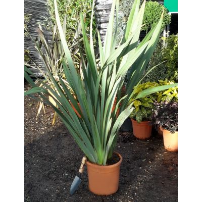 Phormium Tenax - 15L (New Zealand Flax) - image 1