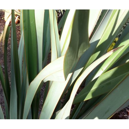 Phormium Tenax - 15L (New Zealand Flax) - image 2