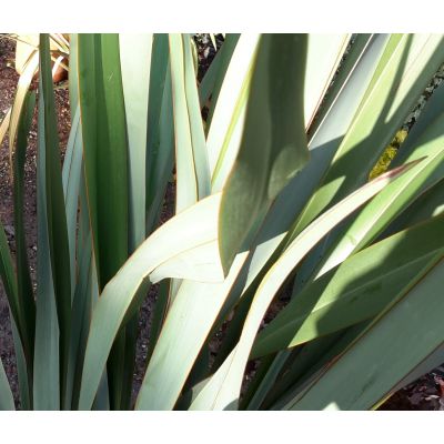 Phormium Tenax - 15L (New Zealand Flax) - image 2