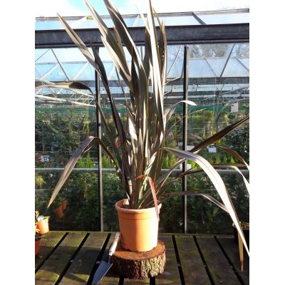 Phormium Tenax Atropurpureum - 15L (New Zealand Flax) - image 1