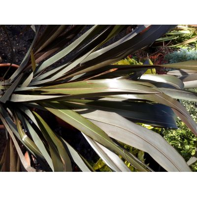 Phormium Tenax Atropurpureum - 15L (New Zealand Flax) - image 3