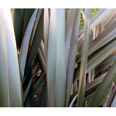 Phormium Tenax Atropurpureum - 15L (New Zealand Flax) - image 2