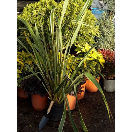 Phormium Tenax Variegatum - 9L (New Zealand Flax) - image 1