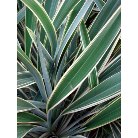 Phormium Tenax Variegatum - 9L (New Zealand Flax) - image 2