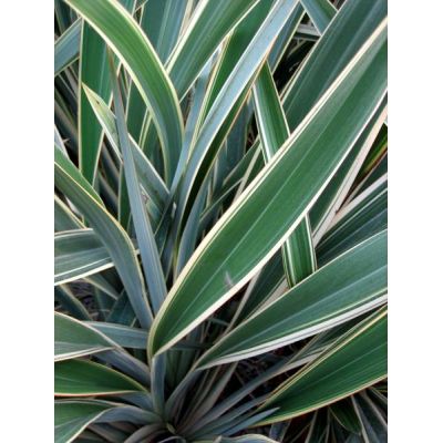 Phormium Tenax Variegatum - 9L (New Zealand Flax) - image 2