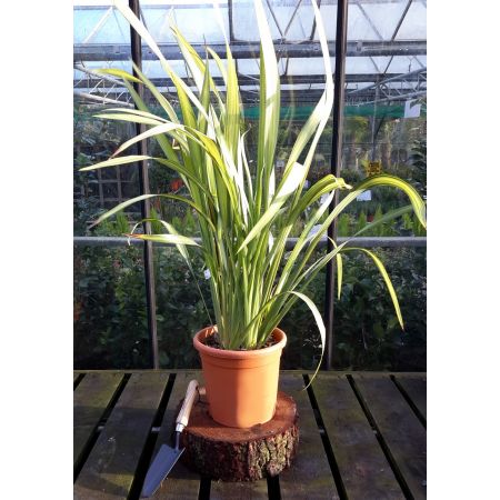 Phormium Yellow Wave - 9L (New Zealand Flax) - image 1