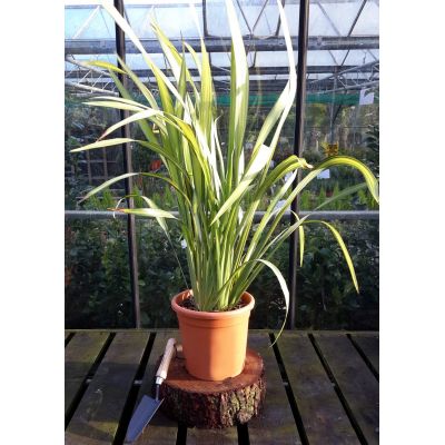 Phormium Yellow Wave - 9L (New Zealand Flax) - image 1