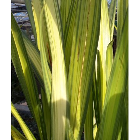 Phormium Yellow Wave - 9L (New Zealand Flax) - image 2