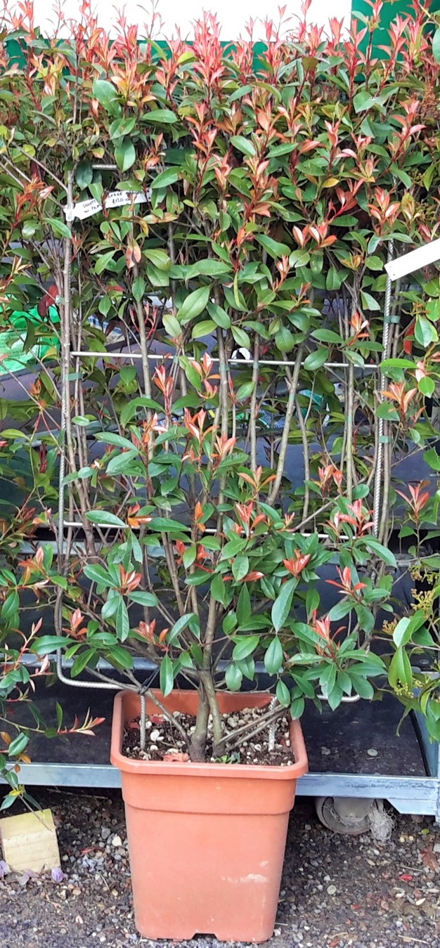 Photinia Fraseri 'carre Rouge' - On Frame - Windlestone Nursery 