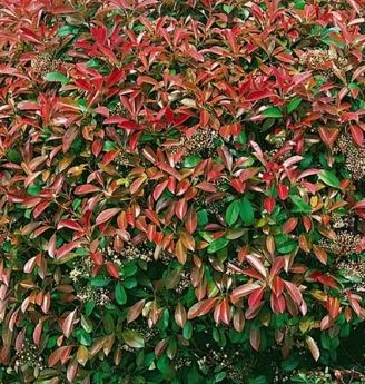 Photinia Fraseri Dicker Toni 175cm Windlestone Nursery Garden