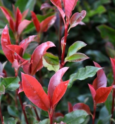 Photinia fraseri 'Dynamo Red'® - 9L - 60cm - Windlestone Nursery ...