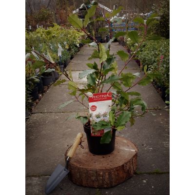 Photinia fraseri 'Magical Volcano'® - 3L - Windlestone Nursery & Garden ...