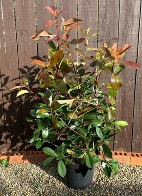 Photinia fraseri 'Red Robin'- 10L